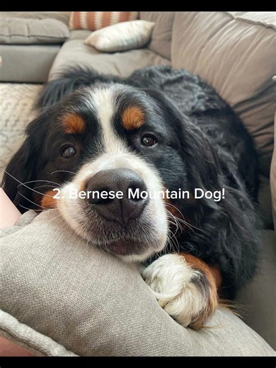 Low-key fell off my bed making this- #cutedog #chowchow #germanshepherd #australianshepherd #fyp