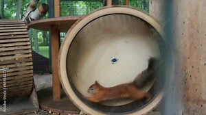 Squirrel in circle in a cage
