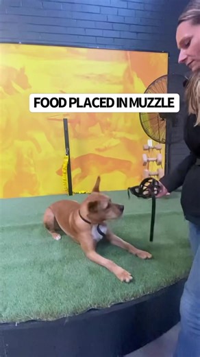 181K views · 2K reactions | MUZZLE TRAINING: 6 Steps An easy to follow tutorial. Take 3 days per step, or only move on once your dog is very optimistic/comfortable with the process. #muzzletraining #muzzle #aggressivedog #reactivedog | Pro Dog Training | Facebook