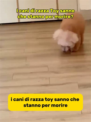 I cani di razza Toy sanno che stanno per morire? #dog #doggo #dogmom #dogsvideo #doggie #pets #petsoftiktok #petslover #puppy #puppydog #puppysoftiktok #Poodle