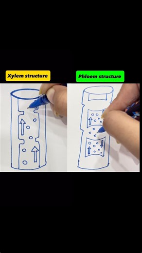Learn the difference between xylem & phloem. #biology #botony #diagram #easytrick #its_nishi_things