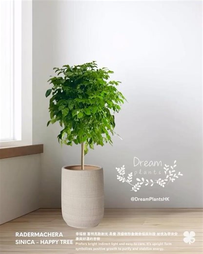 【Dream Plants】室內植物推介｜幸福樹｜Happy Tree Radermachera Sinica #盆栽 #houseplant #香港植物店 #室內盆栽 #家居佈置 #香港綠植