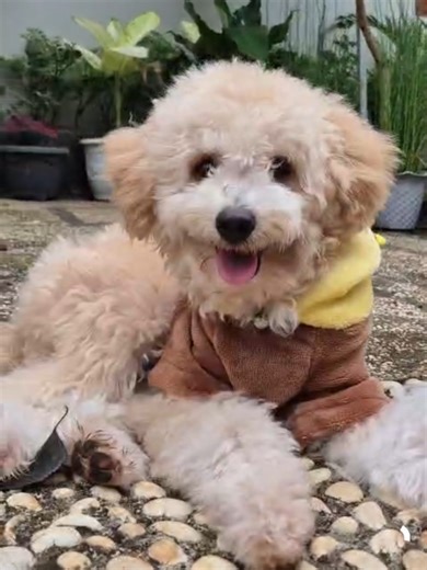 a cute dog wants to say hi! #bumblebing #dogsofttiktok #cutedoglife #fakesituation⚠️ #poodlesoftiktok