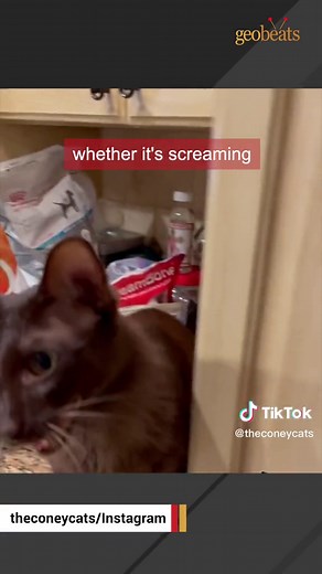 OMG Scooby got profiled! What a great compilation of meows 🤩 #FastTwitchContest #famous #catsoftiktok