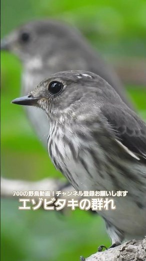 【エゾビタキ ～エゾビタキの群れ～ 】@神奈川県秦野市 弘法山公園 20251003