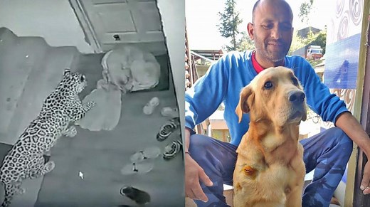 Labrador 'Jackie' the Valiant Leopard Attack Survivor Wins our Hearts