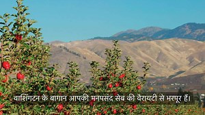 Since being founded in 1937, Washington Apples has grown to be the apple brand trusted aorund the world. Apples from Washington are shipped to over 60 markets around the globe. #history #washingtonhistory #washingtonstatehistory #appletree #washingtonapples #apples #apple #washingtongrowers #yakima #wenatchee #orchard #healthy #washingtonstate #ag #agriculture #hort #horticulture #farm #farming #healthy #nutritious #harvest #thankafarmer #washingtongrown #freshapples #appleaday #eatapples #Washi