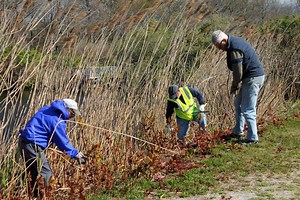Photos From Canonchet Habitat Restoration Project