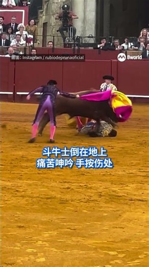 西班牙一名知名的斗牛士，在比赛中遭一头公牛顶伤，牛角刺入他的臀部导致直肠受创，伤口长达十厘米，伤势严重，斗牛士被紧急送院进行手术。 #8视界新闻网 #西班牙 #斗牛 #公牛