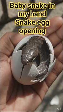 SNAKE EGG HATCHING PROCESS #shorts #shortsfeed #ytshorts #viralshorts