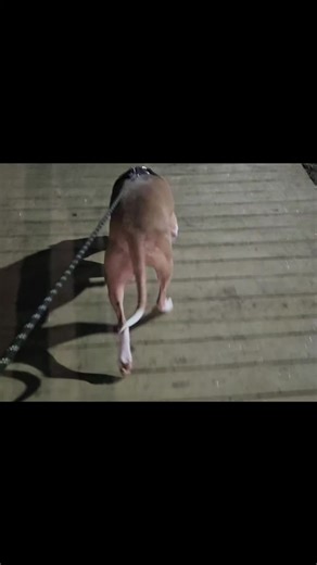 #data con su cadena paseando 5am | Data