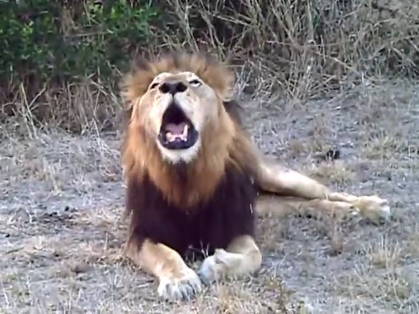 Safari Highlights #19: 06 -12 October 2009 | Sabi Sand Wildtuin | Latest Wildlife Sightings