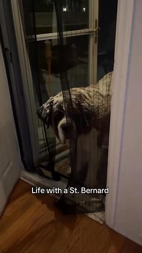Snow dog living his best life #saintbernard | I Love My Saint Bernard