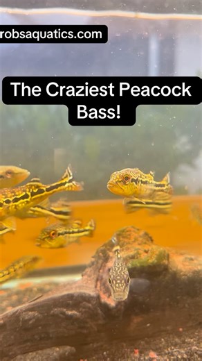 The Peacock Bass is one of the most breathtaking freshwater predators in the world — known for its vibrant colors, explosive strikes, and monster size. But among them all, the Royal Snakeskin Peacock Bass stands above the rest. With its deep iridescent blue scales, royal green hues, and intricate snake-like patterning, this fish is a living work of art. Whether you’re building the ultimate monster fish aquarium or stocking your dream predator tank, the Royal Snakeskin brings unmatched beauty and