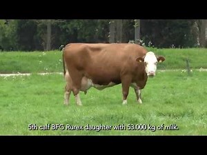 Fleckvieh - Easy Milking and Longevity
