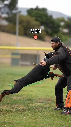 Draco’s main diet👹 #doberman #dogtraining #dobermanpinscher