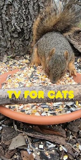 The Best Cat TV ⭐ - Birds & Squirrels for Cats to Watch - Cat Games HD - Videos for Pets to Watch