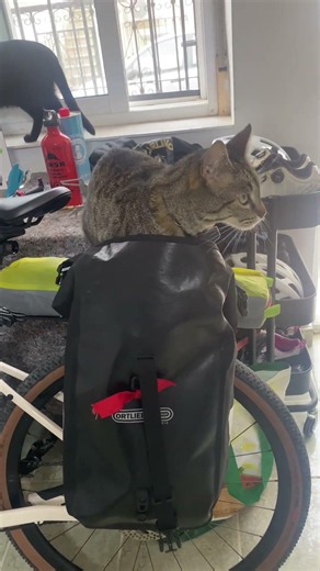 I worried I would miss the cat on a BikePacking trip, I didn’t need to worry he peed in my panniers