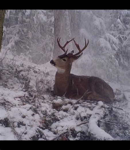 How_To_Hunt on Instagram: "My number 1 answer is “SNOWLINE”, fill in the question ! ( I’m always asked it around November 🤣). #blacktailhunter #deerhunting #blacktaildeer #coastalmountains #howtohunt"