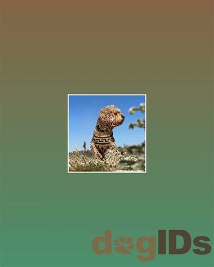 Pendleton Knit Dog Sweater