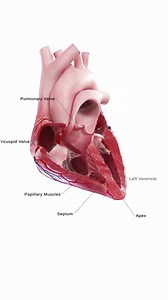 💓 Human Heart Animation: Brought to Life in Unity3D 💓 Our fully labeled and detailed heart animation, rendered in Unity3D, showcases the anatomy of the heart like never before. Each chamber, valve, and artery is clearly labeled, allowing you to see how the heart works in real-time as it beats and pumps blood through the body. This visual guide is ideal for anyone studying heart anatomy or working in the medical field. #HeartAnatomy #Unity3D #MedicalAnimation #Cardiology #cardiology #cardio #he