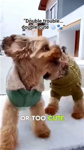 This kind of joy feels contagious 🤍 #shorkie #dog #dogs #dogshorts #doglife #shorts #shortvideo