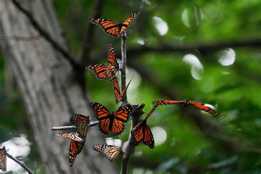Monarch butterfly tagging event in Lytle Bend Park Tuesday