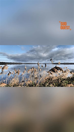 🎋 PORTFOLIO - Le 8 janvier 1990, le Conservatoire du littoral et le Fonds mondial pour la nature (WWF) acquièrent le domaine des étangs d’Orx, au sud des Landes, dans les communes de Labenne, Orx et Saint-André-de-Seignanx. Découvrez nos plus belles images de cette réserve naturelle https://www.sudouest.fr/tourisme/landes/landes-nos-plus-belles-images-du-marais-d-orx-12989669.php | Sud Ouest Archives