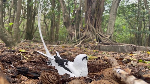 Awe inspiring! White-tailed tropicbird (Phaethon lepturus) takes off on Cousin Island Special Reserve, Seychelles. This elegant seabird can be seen soaring high over the island where it breeds throughout the year on the ground at the base of tree trunks, in tree cavities, and in rock crevices. 📷 @senmonzhang (YouTube: @Senmon Talks) #cousinisland #seychelles #birds #seabirds #whitetailedtropicbird | Nature Seychelles