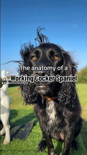 The anatomy of a Working Cocker Spaniel