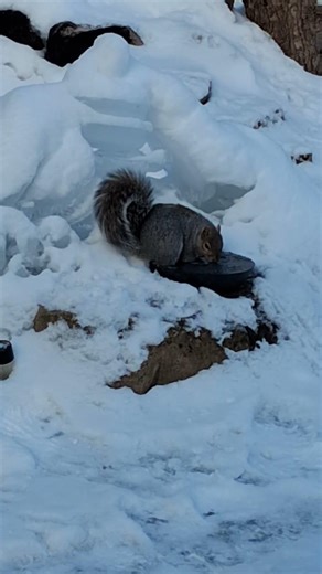 Gray squirrel unbelievable cold tolerance