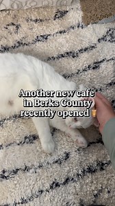 Berks County just got its very first cat cafe at @kittscafe 🥰🐱 book a play session with their adoptable cats and kittens while enjoying some coffee and baked goods 🧋 highly recommend their tiramisu latte 🤤 you can book a session thru their website or do a walk in session if available 🗓️ check them out at 8520 Allentown Pike, Blandon, PA 📍 #pennsylvania #cats #catcafe #kitty #berkscounty #readingpa #visitpa #coffee #latte #cafe #catlife #berks | Wandering Passports