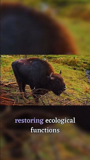 How Rewilding Bison Saves the Planet #shorts #animals #wildlife
