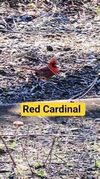 🐦Red Cardinal #Shorts #Redcardinal #Bird