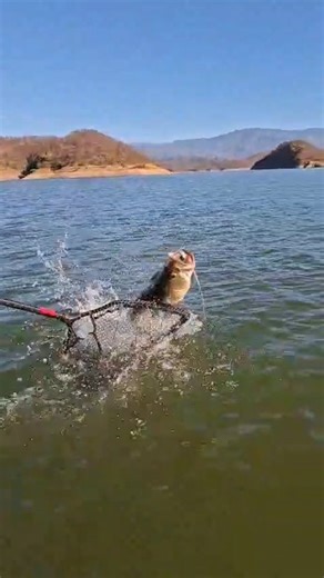More big ones! @kimmelfishing putting on a clinic with Pro Bass Lake Baccarac guide Blas Bobadilla! This one was a close call! 👀 These guys are fishing on one of our @rangerboats ! Equipped with Ultrex trolling motors, lithium batteries, Garmin units, down and side imaging, and LIVESCOPE PLUS! We have the best equipped guides and boats on Lake Baccarac 💯 Better call Pro Bass! #KingOfBaccarac 📞 425-345-8891 📞 "The Trophy Angler's First Choice" 🏆 #TheTrophyLodge #BaccaracsBest #ProBassAdventu