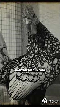 Get ready to be captivated by the allure of Sebright Chickens! #chicken #egg #sebrightchicken