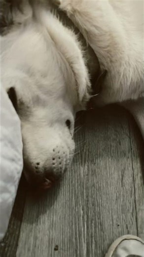 Are you takeing a pic of me because I’m so cute🥺#cutedog