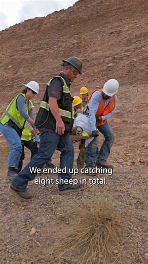 Some stories are worth seeing up close. This video takes you into southeastern Arizona, where AZGFD biologists relocated eight Rocky Mountain bighorn sheep from Freeport-McMoRan’s open-pit copper mining operation to help strengthen the Blue River herd. Every careful move helps conserve and protect this species for a stronger future. Watch the full story below. | Arizona Game & Fish Department