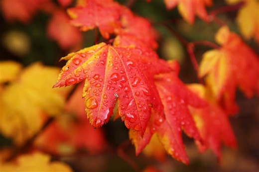 Oregon region lands on list of most ‘unexpected’ places to see fall foliage in the U.S.