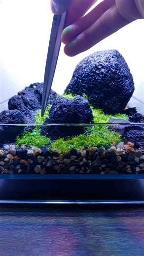 EpicAquatics | Trade Aquascaping on Instagram: "Utricularia graminifolia doesn’t need a closed system. This setup was established in 2021 using DOOA Jungle Base layered with DOOA Jungle Soil, planted with one pot of ADA tissue culture UG. The system runs in an open-top DOOA Neo Glass Air (20 × 20 × 8 cm), lit by a DOOA Magnet Light for 12 hours per day. There is no lid, no sealed environment, and no enclosed humidity. Instead, the water level is maintained as a bog system, allowing constant mois