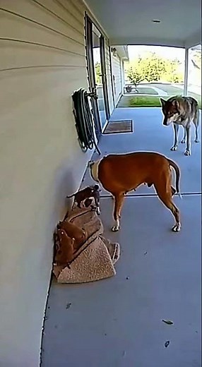 كلبة بيدبول شجاعة تتصدى لذئب شرس لحماية صغارها! مشهد واقعي ومثير 🔥🐺🐶بيدبول #ذئب #كلبة_شجاعة #حماية