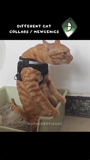 Mewgenics CATS Collars are INSANE!!