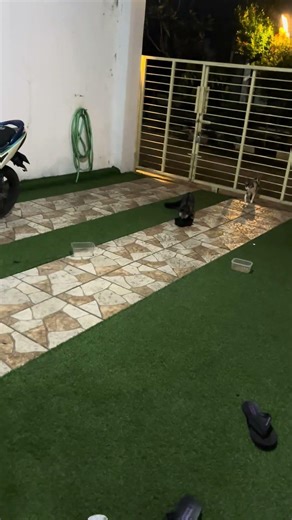 Linoone in real life #shorts #pokemon