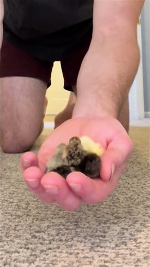 These are the cutest little birds on earth 😱