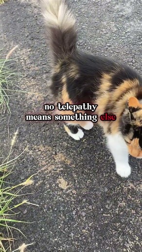 What does telepathy mean? #animalcommunication #animalwisdom