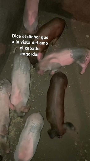 ¡La constancia es la madre de la inteligencia! #rancho #cerdos #nayarit #mexico #trabajo #