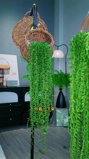 【基地直发】佛珠情人泪垂吊多肉绿植盆栽竹篮书房阳台庭院悬挂植物#情人泪吊兰 #佛珠吊兰 #悬挂植物 #阳台植物 #庭院植物