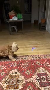 No spaniel was harmed in the making of this video. But there is a new toy and the Granby spaniels aren’t sure…here’s Mungo being brave 💪 because it’s a little bit scary. | Golden Show Cocker Spaniel for Stud KC Registered