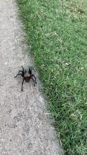 Do Tarantulas Jump? Exploring Arachnid Behavior