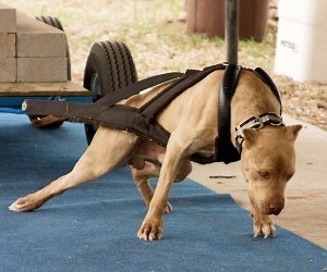 Weight Pulling for Dogs: Rules, Champions and Records. How to Begin